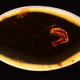 Courtship cut short for termites trapped in 38 million-year-old amber fossil