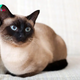 Discovering the Enchantment of Siamese Cats: A Fascinating Journey into Their History, Traits, and Charms-B1