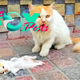 ntt.A Mother Cat’s Journey Through Pain to Protect Her Injured Kitten: A Tale of Unyielding Love and Sacrifice