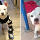 “The Heartwarming Journey of a Stray Dog: Overcoming a Crooked Leg to Find the Way Home”