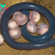 Ignite Viewer Curiosity: The Enchanting Mystery of African Snake Eggs – Newspaper World ‎