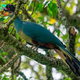 QL The Magnificent Great Blue Turaco: A Precious Gem of West African Rainforests