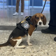 SAU.”Dogs at Dulles Airport: Meet the Unpettable Security Canines”.SAU