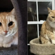Poor Cat Ends Up At The Shelter After His Owner Passed Away