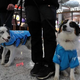 SAU.”Istanbul Airport Introduces Therapy Dogs to Comfort Passengers”.SAU