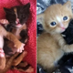 These Abandoned Kittens Kept Each Other Alive Until Help Arrived