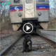 Perro abandonado en el ferrocarril y como si intentara acabar con su vida y la oscura historia detrás de ella