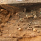 Mass grave of plague victims may be largest ever found in Europe, archaeologists say