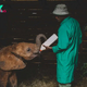 QL Blanket of Love: A Heartrending Tale of ѕасгіfісe as an Adoptive Father Ensures an Orphaned Elephant’s Comfort in Grief