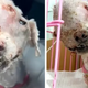 “Dog with Huge Tumor Abandoned on the Street: Desperate Journey Faced with Rejection from 3 Hospitals”