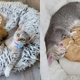 Kitten Adopts Another Kitten After Her Sister Passed Away