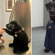 “Abandoned Dog Asks for Help: Police Can’t Refuse”