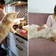 Meet Lotus, The Huge Fluffy Maine Coon Cat That’s Going Viral On Instagram