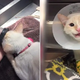 A Cat With Disability Saved From Euthanasia By Kind Vets