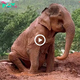 A һeаrt-Wrenching Moment: Baby Elephant’s Cry for Help ѕtuсk in Mud