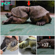 How painful it is for the turtle to have a plastic strap tied tightly around its belly for the past 10 years, causing it extreme suffering ‎