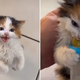 Watch As This Adorable Calico Kitten Turns Into A Hangry Beast (VIDEO)