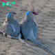 QL Unveiling the Vibrant Wonders of the Blue-Naped Mousebird: Exploring Its Unique Traits and Dazzling Hues