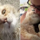 Abandoned Feline Is Adopted And He Can’t Stop Kissing His New Owner