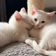 White Kittens Found Screaming For Help In A Backyard Now Have A Fur-ever Home