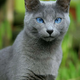 The Graceful Russian Blue Cat: A Majestic Feline Companion-B1