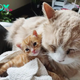 ntt.Nurturing Bonds: Heartwarming Tale of a Family Cat Adopting a Kitten and Embracing Parenthood Together.