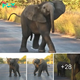 Wildlife Waltz: Baby Elephant’s Playful Moves Steal the Show on South African Safari