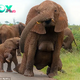 QL Oops! Elephant Wardrobe Malfunction: Mother Elephant Forgets Her Cover-Up, Leaving Tourists in Awe