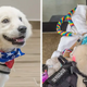 “The magic of friendship: A 6-year-old paralyzed girl and her Golden Retriever service dog – A story of connection at first sight”