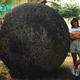 LS “”The Ancient Stone Spheres found in Costa Rica represent one of the most peculiar enigmas in the field of archaeology.”‘