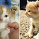 Woman Rescues A Kitten From Her Wall And Discovers An Entire Polydactyl Family