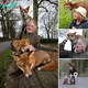 Heartwarming Connection: Grandpa’s Unforgettable Bond with Rescued Foxes Leaves Hearts Touched