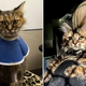 Kitty Surprises Her Owner By Defying The Odds And Surviving Past Vet’s Expectations