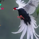 QL Unveiling the Splendor of Southeast Asia’s Silver Pheasant: A Journey with the White Phoenix