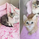 Meet Bean And Chickpea, Kittens Who Found Their Happily Ever After Despite A Rough Start