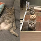 Cat Kept Eating More Than He Should, So His Owners Thought Of A Brilliant Solution