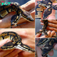 Nature’s Uncommon Two-Headed Snake Unveils Mesmerizing Harmony (Video). ‎