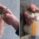 A Kitten Abandoned On The Highway Wouldn’t Survive If It Wasn’t For This Man