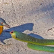 KS  “Feathered Fearlessness: Bird Takes on Giant Snake in Jaw-Dropping Encounter (Video)”
