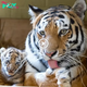 Lamz.Paws for Celebration: British Longleat Safari Park Welcomes First Tiger Cubs in Nearly Two Decades – Watch the Adorable Video!