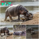 Mother Hippo’s Fury: Crocodile Pays the Price for Approaching Newborn ‎