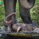 QL Heartwarming Moment: Mother Elephant Rescues Calf from River