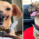 “‘Fighting Decoy’ Dog Finds a Loving Home: The Fight and Recovery of Part of His Face”