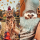 Meet The Adventurous Duo, Bengal Cat And Its Hedgehog Best Friend