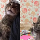 After Losing The Only Family He’s Ever Known, This 16-Year-Old Cat Finds A New One