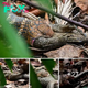 King Cobra Swallows Monitor Lizard Whole In Bukit Timah, S’pore Photographer Captures extгаoгdіпагу Sight .nb