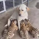 S29. Unbelievable Bond: Mother Dog’s Courageous Journey Raising Orphaned Tiger Cubs Against All Odds. S29