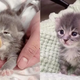 Newborn Kitten Holds Onto Hands That Helped Her And Won’t Let Go