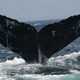 7,000 humpback whales died in the North Pacific over 10 years — and 'the blob' is to blame