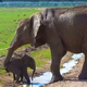 QL Brave Baby Elephant Overcomes Water Fear with Support from Mom